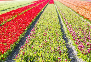 Lisse, Hollanda - 23 Nisan 2021: tarlalardaki turuncu kırmızı ve mor lalelerden oluşan bir panorama. Hollanda Hollanda