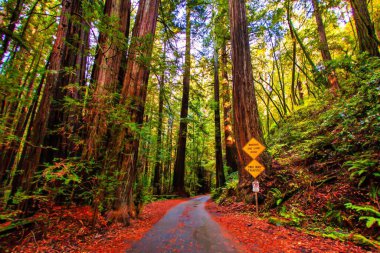 Guerneville, ABD - 12 Kasım 2011: Pasifik kıyısı yakınlarındaki Rus Nehri 'nin Redwood ormanındaki dev sekoya ağaçlarıyla çevrili bir turist yolu