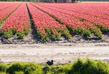 Lisse, Hollanda - 23 Nisan 2021: kırmızı lale çiçek tarlalarından oluşan bir manzara. Hollanda Hollanda