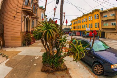 San Francisco, ABD - Mart 03 2013: Lezzetli bitkiler burada, bir yerleşim alanının kaldırımında yetişir..