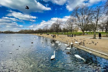 London, United Kingdom - March 07 2022: many ducks and swans float on the serpentine lake in hyde park and at moments get food