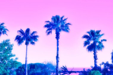 colonia del sacramento, uruguay - november 2 2022: palm trees at sunset over UNESCO world heritage site