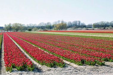 No ordwijkerhout, Hollanda - 23 Nisan 2021: Kırsal alanda ilkbahar boyunca çiçeklerle dolu tarım renkli tarla