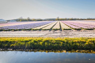 No ordwijkerhout, Hollanda - 23 Nisan 2021: Kırsal alanda ilkbahar boyunca çiçeklerle dolu tarım renkli tarla
