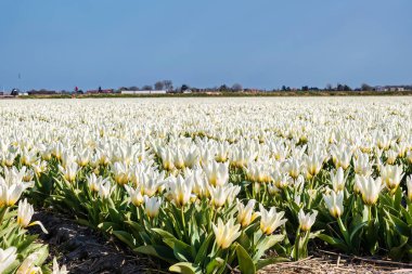 No ordwijkerhout, Hollanda - 23 Nisan 2021: Kırsal alanda ilkbahar boyunca çiçeklerle dolu tarım renkli tarla