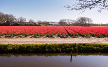 No ordwijkerhout, Hollanda - 23 Nisan 2021: kırsal alanda ilkbahar boyunca çiçeklerle dolu bir kanal ve tarım renkli tarla