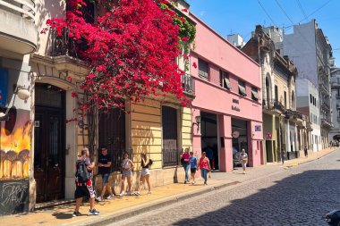 buenos aires, argentina - 29 October 2022 : a red bougainvillea flower tree covering a facade of a spanish colonial house