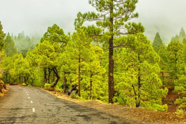 La Palma, İspanya - 2 Aralık 2013: Arka planda sisli dağlarla La Palma Kanarya Adaları 'nın yeşil ormanlarında huzurlu bir yolculuğun tadını çıkarın.