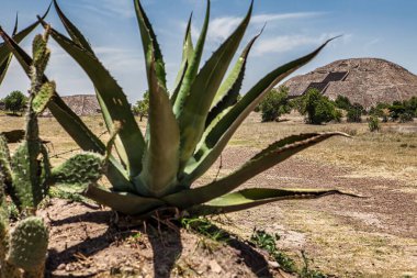 Mexico City, Mexico - 27 Nisan 2010: Geniş arazi, açık bir gökyüzü altında Mexico City 'de kaktüs ve agave de dahil olmak üzere zengin bitki örtüsüne sahip antik piramitlere sahiptir..