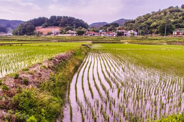 Sokcho, Güney Kore - 8 Haziran 2015: Yeşillik pirinç tarlaları Güney Kore 'de yumuşak bir gökyüzü altında canlı yeşil bitkiler sergiliyor.