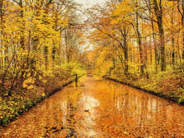 Den Haag Hollanda 'sında sonbahar yapraklarıyla kaplı bir kanal. Bir ördek suda huzur içinde yüzer altın ışığı yansıtır..