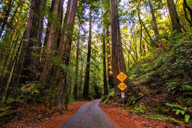 Guerneville, ABD - 12 Kasım 2011: Guerneville California 'da yeşil yeşil yapraklarla çevrili yüksek bir sekoya ormanından huzurlu bir yol geçiyor.