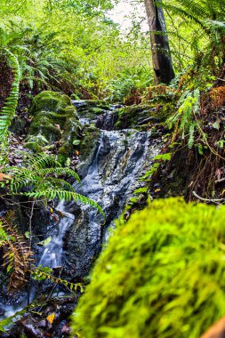 Point Reyes California 'da canlı eğreltiotları ve yosunlarla çevrili kayaların üzerinden akan küçük bir dere güzellikleri gözler önüne seriyor..
