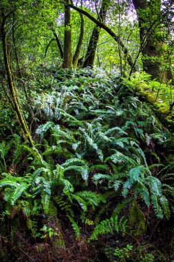 Yeşil eğrelti otları Point Reyes California 'da orman zeminini kaplıyor ve hayat dolu canlı ve bereketli bir doğal manzara yaratıyor..