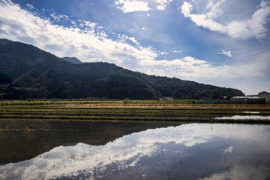 Nagano, Japonya - 24 Ekim 2017: Parlak mavi gökyüzü Yudanaka Nagano 'da sakin bir kırsal atmosfer yaratan pirinç tarlalarını yansıtıyor.