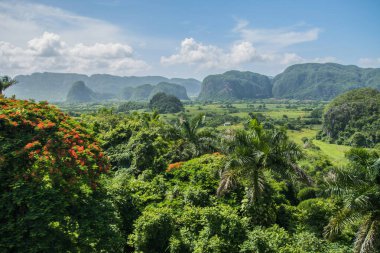 Vinales, Küba - 10 Temmuz 2018: Berrak bir güneşli günde dalgalı tepeler ve canlı bir gökyüzü ile Küba 'nın büyüleyici Vinales vadisini çevreleyen bereketli yeşillik.