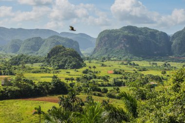 Vinales, Küba - 10 Temmuz 2018: Küba 'daki Vinales Vadisi' nde yemyeşil tarlalar ve kireçtaşı tepeler güzelliği ve huzuru ön plana çıkarıyor.