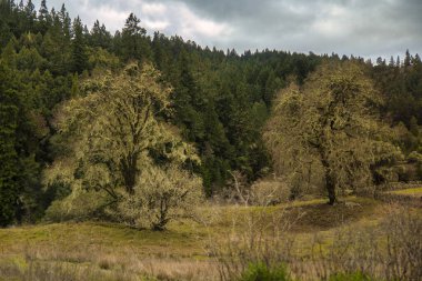Mendocino, ABD - 16 Şubat 2020: Willits California 'daki yeşil bir tepenin üzerinde, bir Şubat sabahı sis ve uzak dağlarla çevrili yaşlı ağaçlar sessizce duruyor.