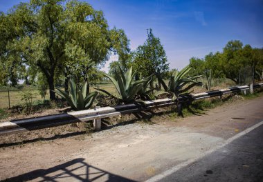 Mexico City, Mexico - 27 Nisan 2010: Meksika 'da yol kenarında açık mavi gökyüzü ve yeşillik arasında uzanan birkaç agave ağacı yetişir..