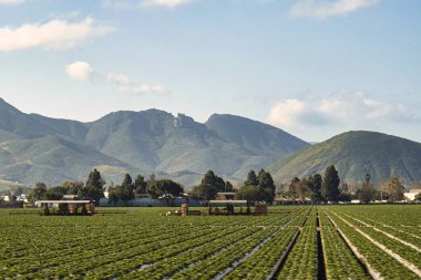 Oxnard, ABD - 23 Şubat 2020: Bir çiftçi Oxnard California 'da ekin üretimine hazırlanan tarım tarlasını sürmek için bir traktör kullanıyor.
