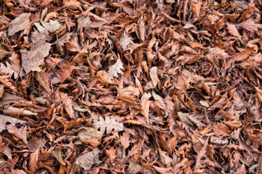 Kurumuş yapraklar, 9 Ocak 2020 'de Fransa' nın Annecy bölgesindeki bir parkın zeminini kaplıyor..