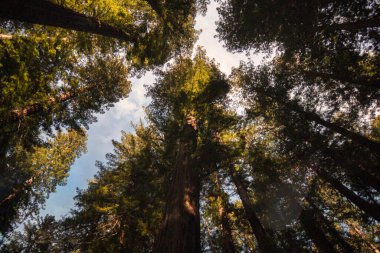 Laytonville, ABD - 15 Şubat 2020: Şubat 2020 'de Laytonville California' da yükselen dev sekoya ağaçlarının alçak açılı görüntüsü.