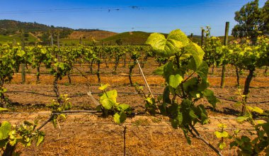 Casablanca, Şili - 15 Kasım 2014: Ziyaretçiler Şili 'deki Casablanca şarap sahasındaki üzüm bağları turu sırasında çeşitli yemyeşil sarmaşıkları keşfediyorlar