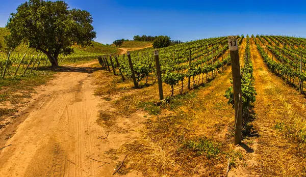 Casablanca, Şili - 15 Kasım 2014: Ziyaretçiler Şili 'deki Kazablanka şarap bağlarını keşfediyor..