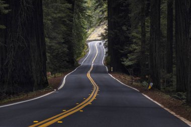 Garberville, ABD - 15 Şubat 2020: 15 Şubat 2020 'de Garberville California' da yüksek sekoya ağaçlarıyla çevrili dar virajlı bir yol boyunca araba sürmek.