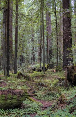 Görkemli sekoya çiçekleri ile sıralanmış yürüyüş yolu, Garberville California 'daki sakin ormanı keşfetmeye davet ediyor..