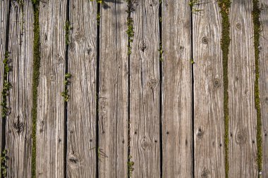 Kereste tahtaları, Mendocino California 'da eskimiş dokular ve yeşilliklerin sergilendiği bir kır gezisi düzenliyor.
