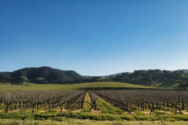Pismo Plajı, ABD - 20 Şubat 2020: Güzel üzüm bağları ve çarpıcı tepelerle çevrili California şarap ülkesinde iyi yolculuklar..