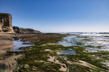 Pismo Plajı, ABD - 19 Şubat 2020: Pismo Sahili 'ndeki kayalık havuzlarda deniz yosunu ve deniz canlılarıyla dolu canlı bir Pasifik Okyanusu ekosistemi ortaya çıkarıldı.