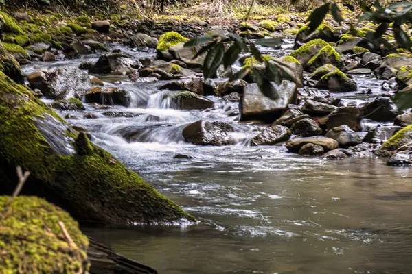15 Şubat 2020 'de Garberville California yakınlarındaki kızılağaç ormanlarından temiz su akan küçük bir dere..