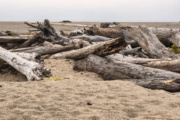 Mendocino, ABD - 16 Şubat 2020: Fırtınadan sonra sayısız ağaç parçası Mendocino California 'daki kumlu plaja saçıldı