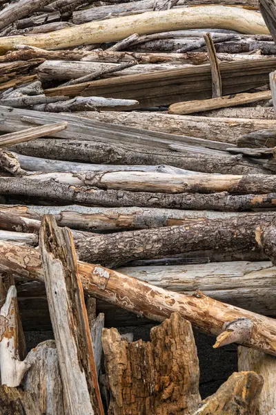 Kıyıya vurulan akıntılı odun Mendocino sahilinde doğal deniz malzemelerini gösteren bir barınak olarak inşa edilir..