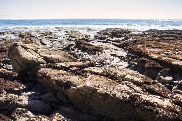 Pismo Beach, ABD - 19 Şubat 2020: Sular çekilince Pismo Sahili 'ndeki kayalar ve havuzlar çimenli ve kıyı yaban hayatıyla dolu zengin bir Pasifik Okyanusu ekosistemini gözler önüne serdi.
