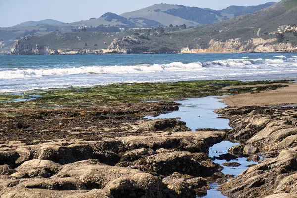 Pismo Beach, Amerika Birleşik Devletleri - 19 Şubat 2020: Pismo Sahili, dalgalı Pasifik ekosistemini ortaya çıkardı..