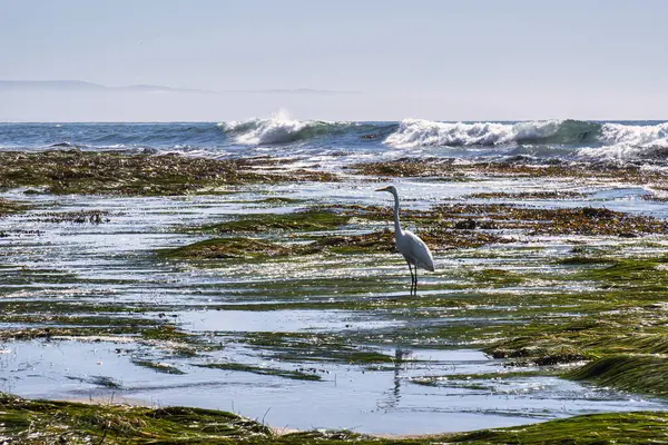 Pismo Plajı, ABD - 19 Şubat 2020: Pismo Sahili 'ndeki alçak gelgit sırasında kayalar ve havuzlar arasında yaşam gelişir ve canlı bir kıyı ekosistemi ortaya çıkar..