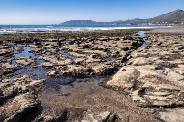 Pismo Plajı, ABD - 19 Şubat 2020: Pismo Sahili 'ndeki alçak gelgit kayalık oluşumları ve su havuzları ile çeşitli deniz ekosistemlerini ortaya çıkardı