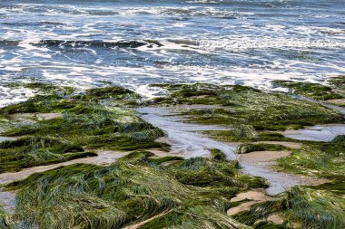 Pismo Plajı, ABD - 19 Şubat 2020: Pismo Sahili 'ndeki alçak gelgit, deniz ekosistemlerini kayalarla, deniz otlarıyla ve okyanus dalgalarıyla gözler önüne seriyor..