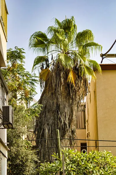 Tel Aviv, İsrail - 11 Kasım 2010: Tel Aviv 'deki küçük bir bahçe üzerinde canlı bir palmiye ağacı kuleleri, güneş ışığı yapraklarının arasından süzülürken binalarla çevrili..