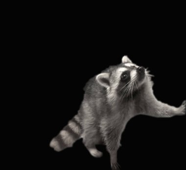 Bir rakun, gece gökyüzünün altında yiyecek arayan bir evin terasını araştırır.