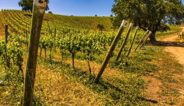 Casablanca, Şili - 15 Kasım 2014: Şili 'deki Casablanca şarap mülküne yapılan keşif ziyareti, parlak güneş ışığı altında yemyeşil üzüm bağları sıralarını gösteriyor