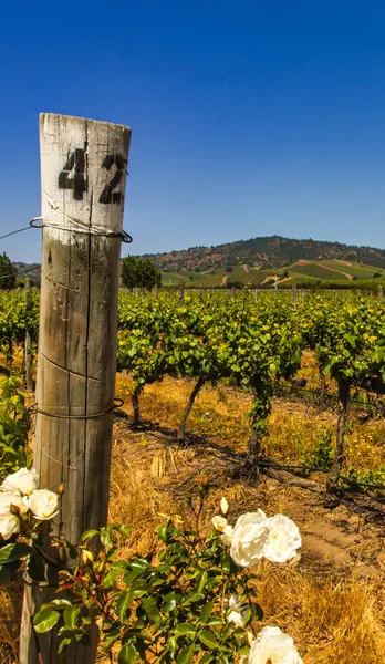 Casablanca, Şili - 15 Kasım 2014: Ziyaretçiler 13 Kasım 2014 tarihinde Şili 'deki bir Casablanca şarap sahasında üzüm bağlarını keşfediyorlar..