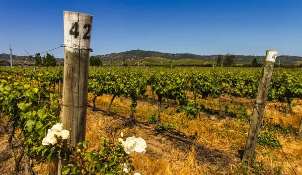 Casablanca, Şili - 15 Kasım 2014: Ziyaretçiler Şili 'de verimli üzüm bağları ve güzel manzaralarla çevrili Casablanca şarap mülkünü keşfediyorlar