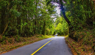 Puerto Varas, Şili - 10 Kasım 2014: Puerto Varas Şili 'deki aktif Osorno yanardağına çıkan yemyeşil orman içinden dolambaçlı yol