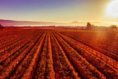 Napa, ABD - 17 Şubat 2013: Sıcak hava balonları Napa California 'nın manzaralı üzüm bağlarının üzerinde süzülüyor ve şarap ülkesinin güzelliğini gözler önüne seriyor.