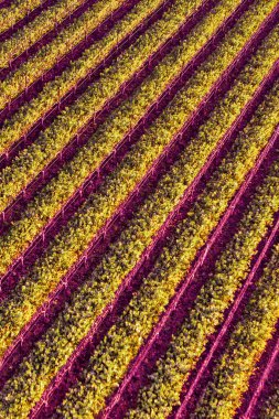 Napa, ABD - 17 Şubat 2013: Napa Vadisi Kaliforniya 'da açık ve güneşli bir günde güzel üzüm bağları sergileniyor.