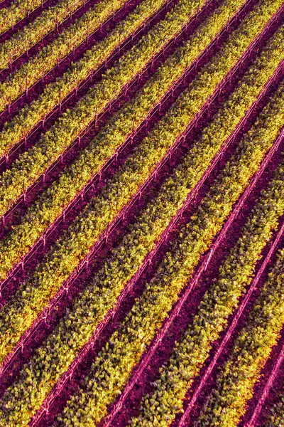 Napa, ABD - 17 Şubat 2013: Napa Vadisi Kaliforniya 'da açık ve güneşli bir günde güzel üzüm bağları sergileniyor.